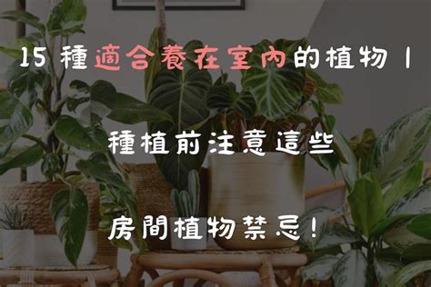 屋內植物|15 種適合養在室內的植物｜種植前注意這些房間植物 